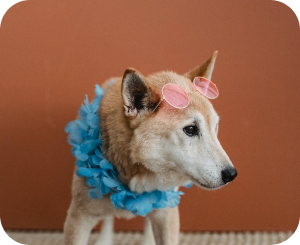 A light brown and white dog with pink sunglasses and a blue flower lei on a burnt orange background.